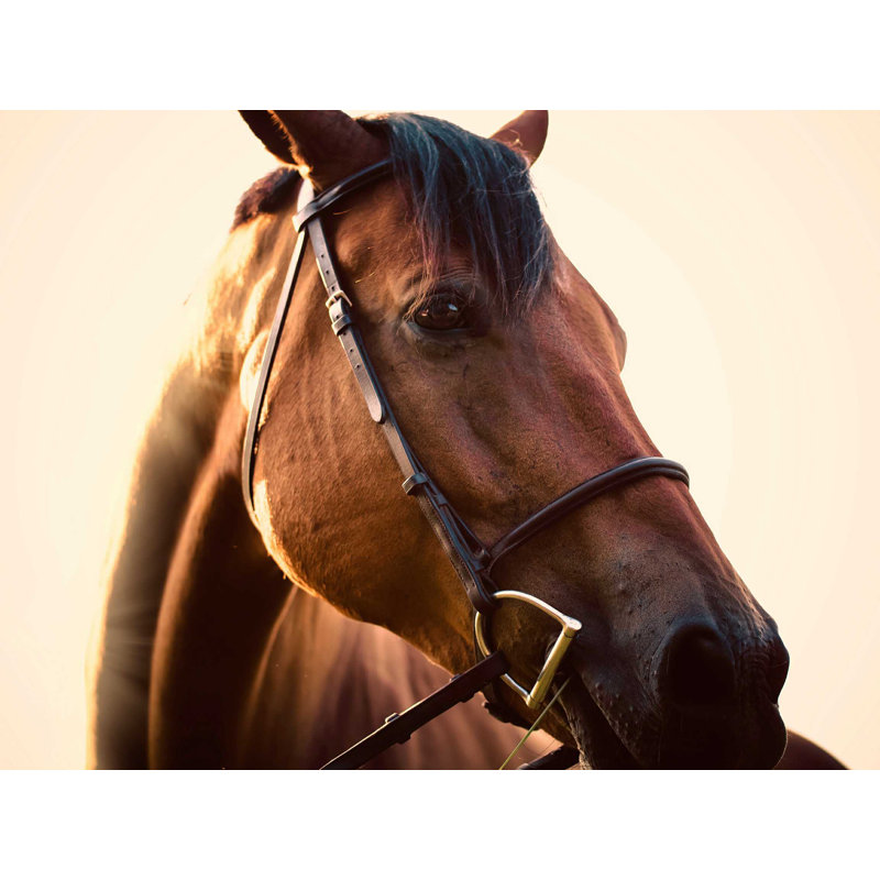 Lumière du soleil à tête de cheval, H 12 po x l 16 po