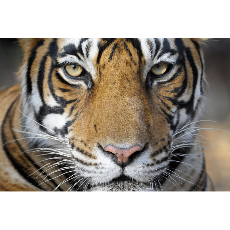 «Bengal Tiger» par Andreanita - photographie sur toile tendue, L 36 po x H 24 po
