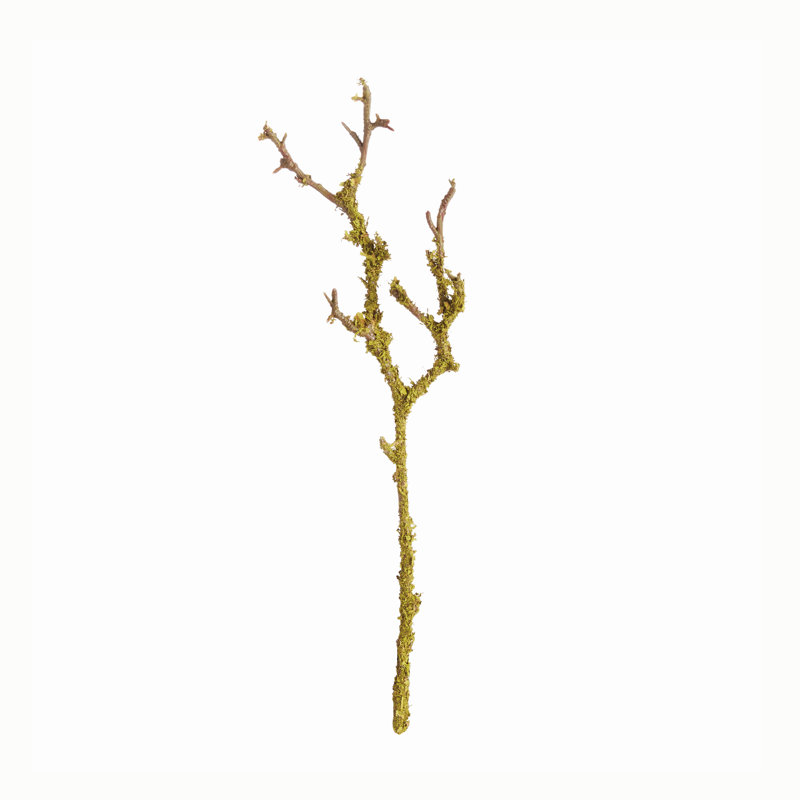 LICHEN BRANCHES 17 ", ENSEMBLE DE 6