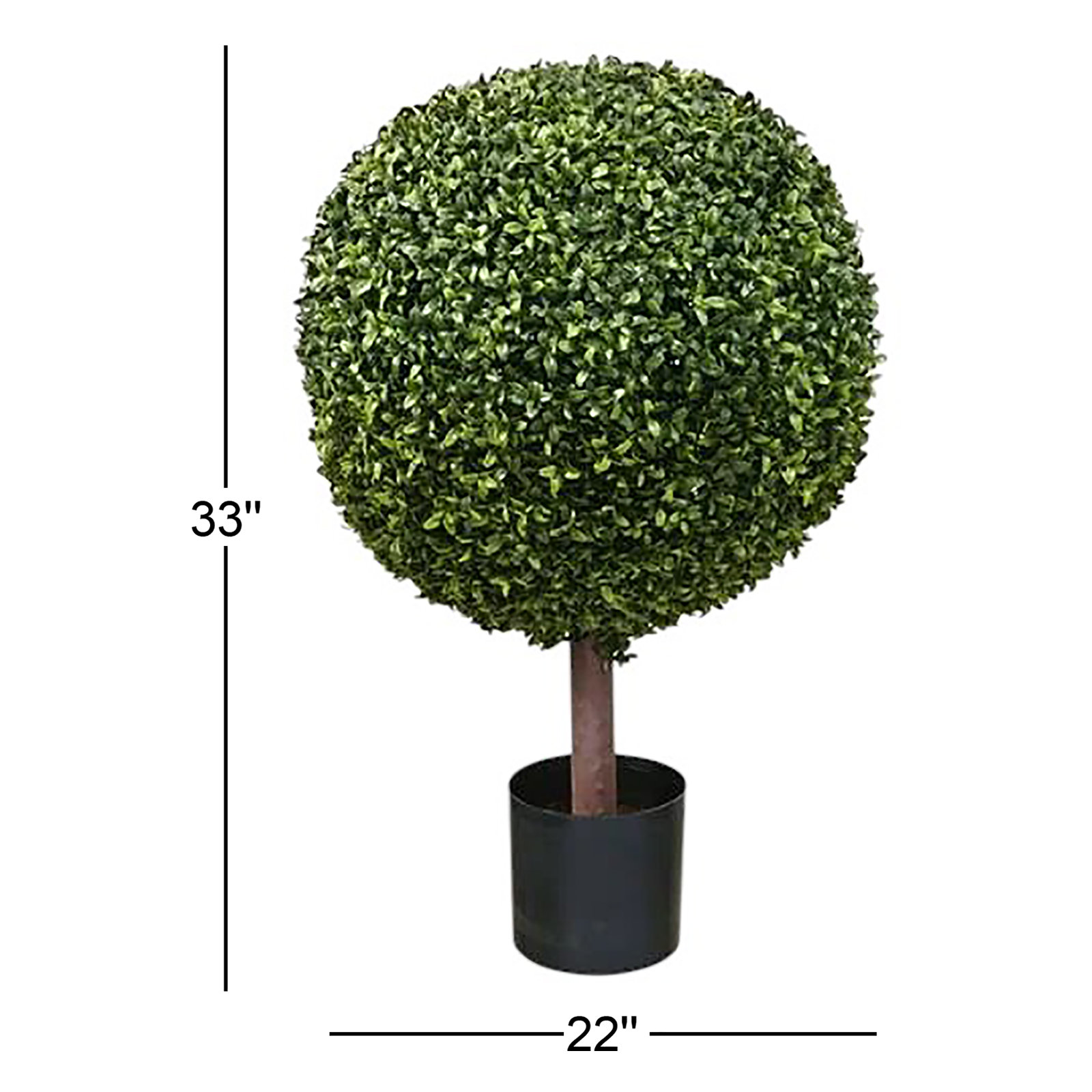 33'' Plant
