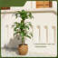 152cm Tree