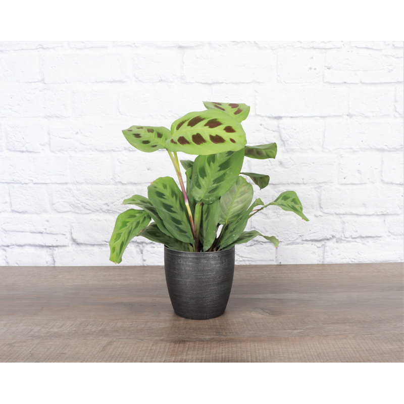 Live Green Prayer Plant in Classic Pot, Black