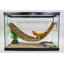 Grande chaise longue Reptology