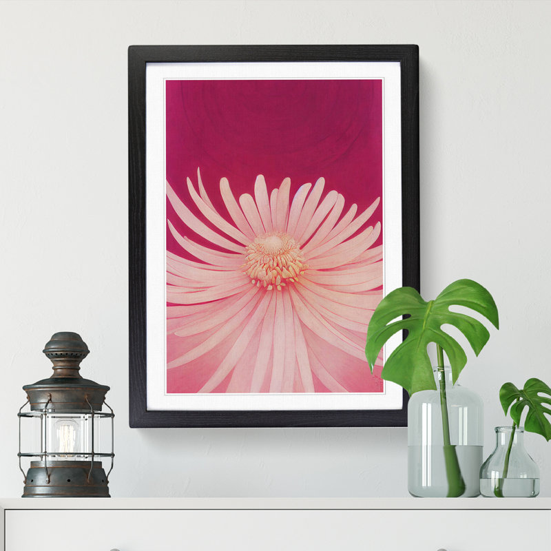 Chrysanthemum Flower - Single Picture Frame Print, Black Framed, 46cm H x 34cm W