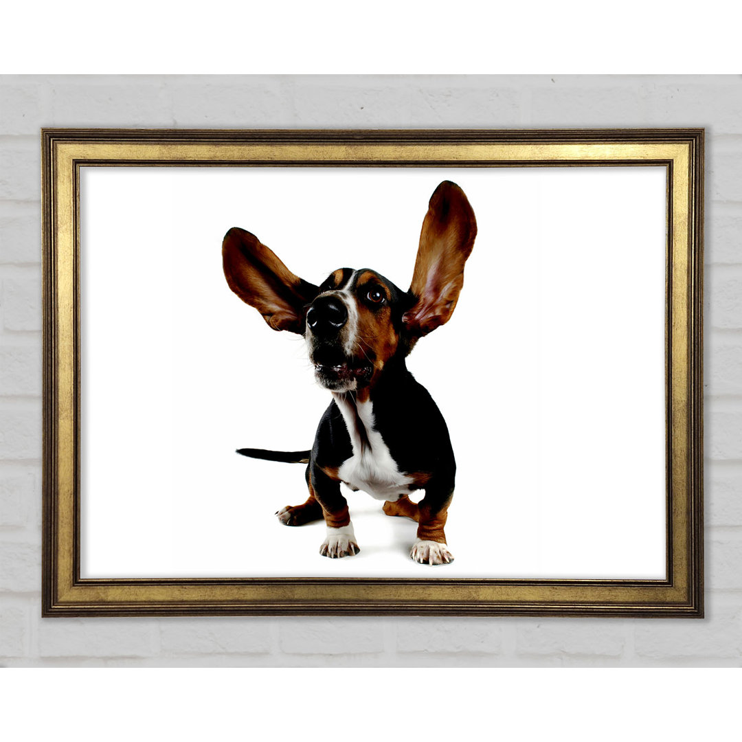 Bassett Hound Ohren - Druck