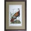 Audubon Wild Turkey Print by Audubon