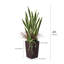 Plante de serpent artificielle Adcock 4FT - plante artificielle résistante aux rayons UV avec jardinière conique et plantes décoratives-2070615098