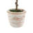 PLANT 2PK POT EUCALYPTUS 10IN CITRUS 16IN