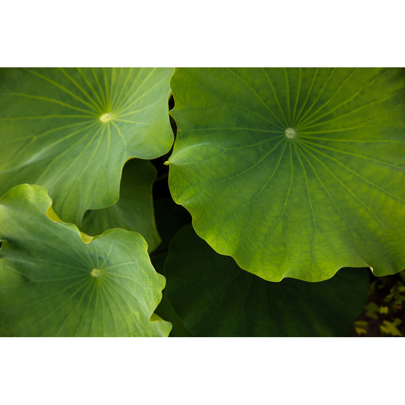 Lotus Lotus Plants par Marco_Piunti, H 12 po x l 18 po