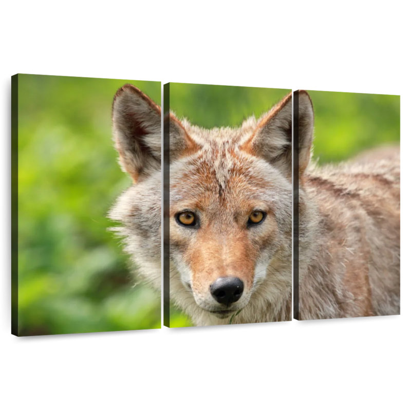 Face Of Coyote