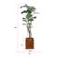 Plante de 80 po