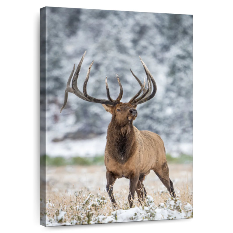 Brampt Mighty Snow Elk, 12" H x 8" W