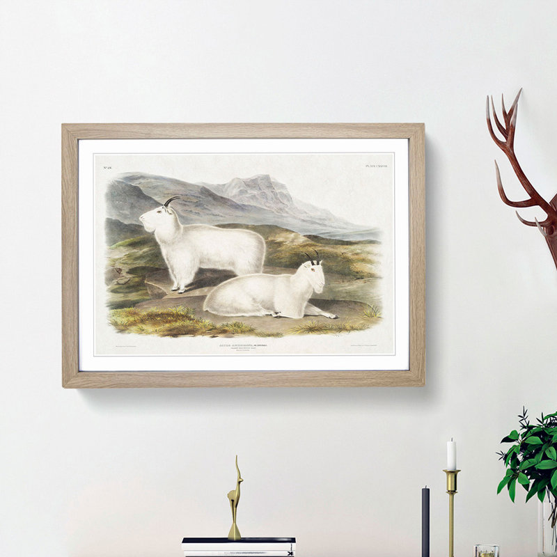 Rocky Mountain Goats by J.W. Audubon - Picture Frame Painting Print, 36cm H x 48cm W x 2cm D, Oak Framed