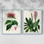 AntiqueFloralFolioI - reproduction encadrée de qualité supérieure - prête à être accrochée - aucun clou requis - aucun clou requis-160436341-160436302
