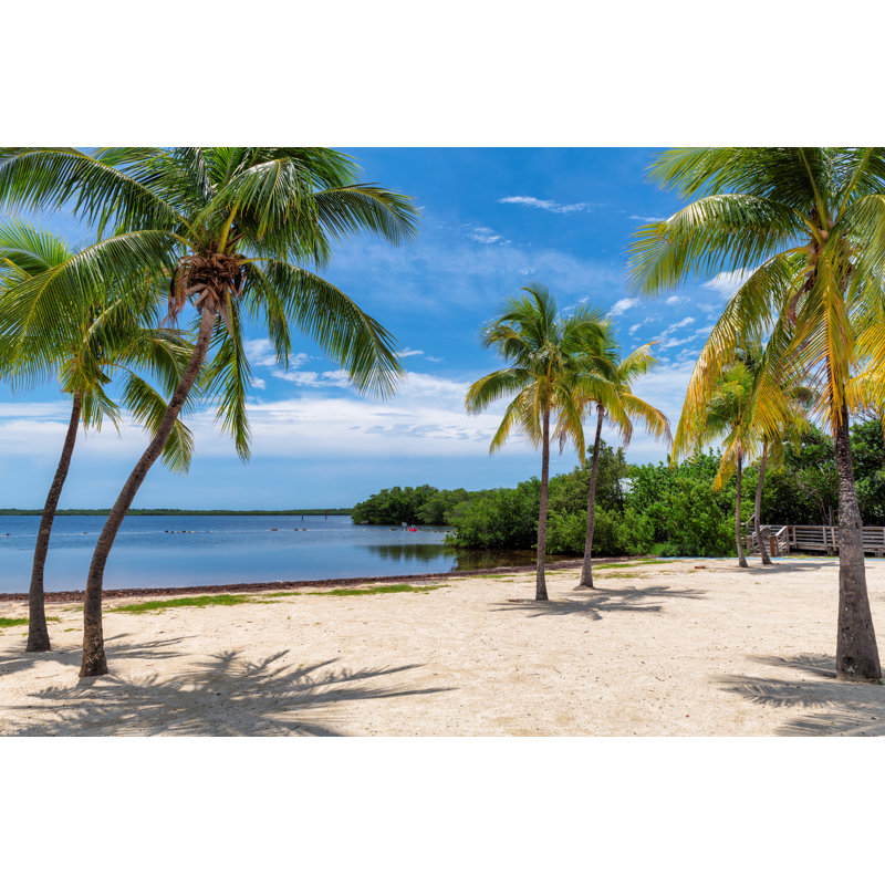 Coconut Palm Trees - Wrapped Canvas Print, 30cm H x 46cm W x 3.8cm D