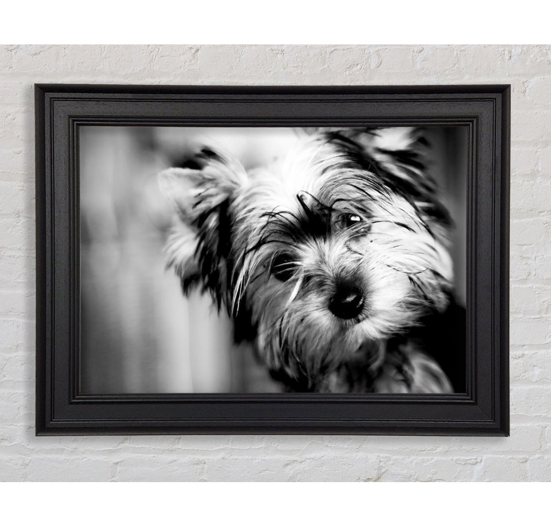 Niedlicher Yorkshire Terrier Gerahmter Druck