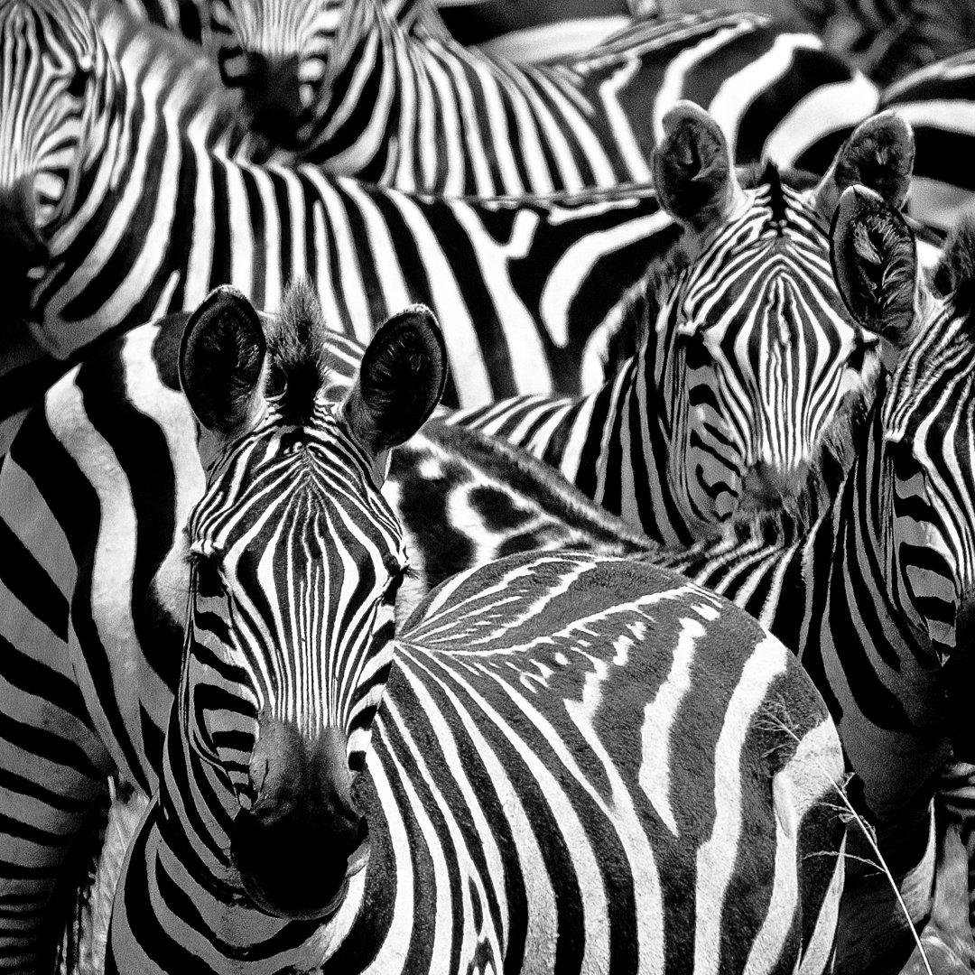 Close Up On Zebras von VisualCommunications - Druck auf Leinwand ohne Rahmen