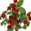 Ensemble de 11 po framboise sauvage 