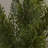 48'' Faux Cedar Topiary in Pot Liner