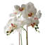 Angelean 65cm Plant