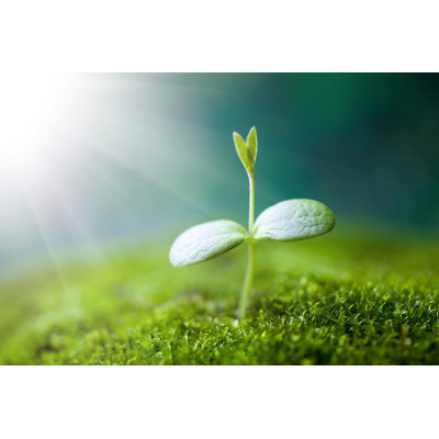 Sprout Growing by Oluolu3 - Wrapped Canvas Print
