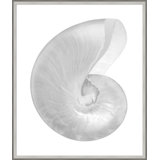 Silver Leafed Shell 3' Framed Graphic Art Print on Glass