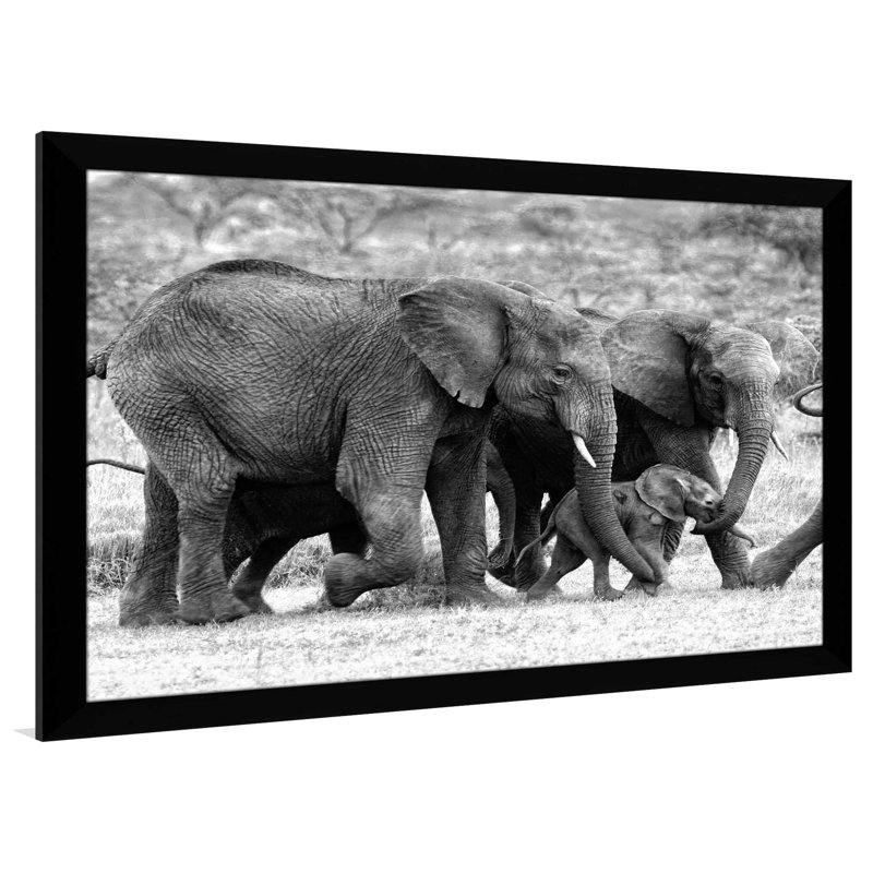 Famille d'éléphants, reproduction de photo, H 33,5 po x l 49,5 po x P 1 po, Cadre noir