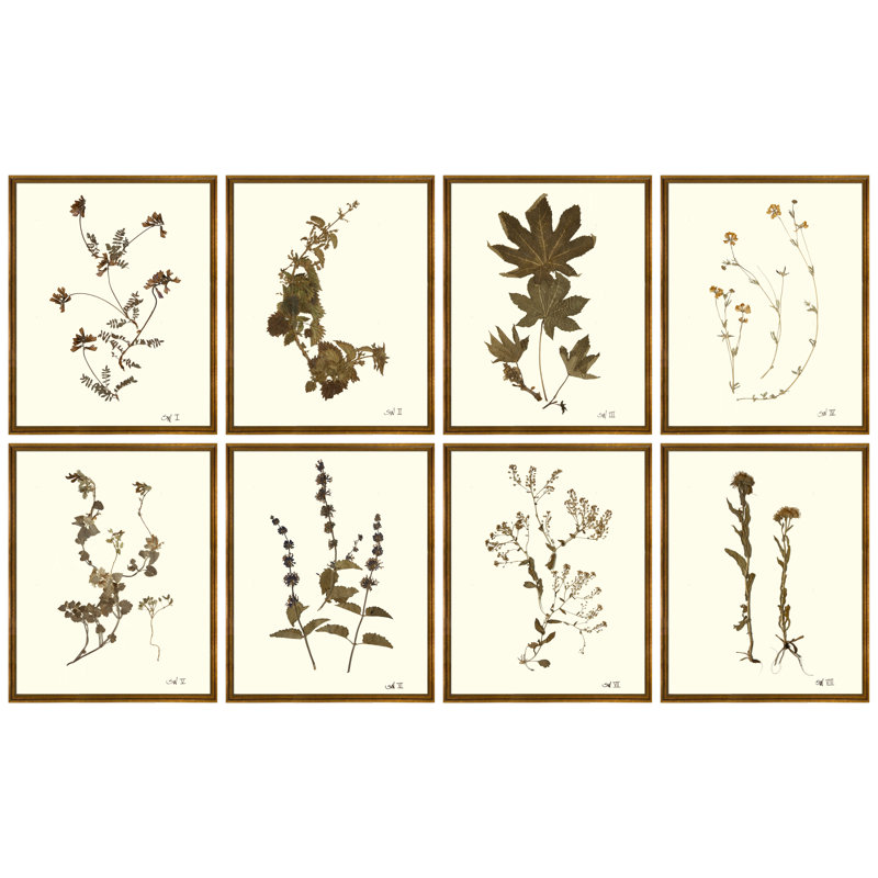 Antique Pressed Botanical Print by Sandy Whitaker