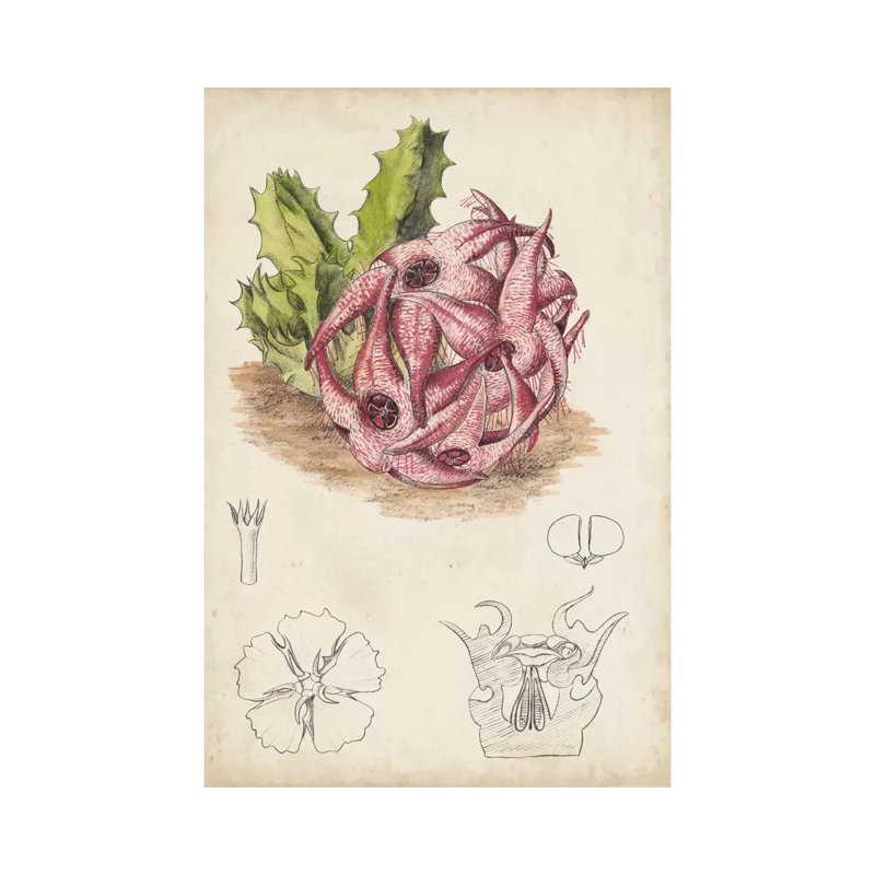 Antique Cactus III by Curtis - Wrapped Canvas Print, 66.04 cm H x 45.72 cm W x 3.175 cm D