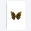 «Butterfly», impression sur toile en noir-29679597-74407537-74407531