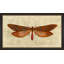 Crackled Moth 1 Painting