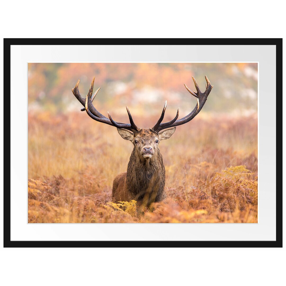 Gerahmter Fotodruck Large Stag in a Field