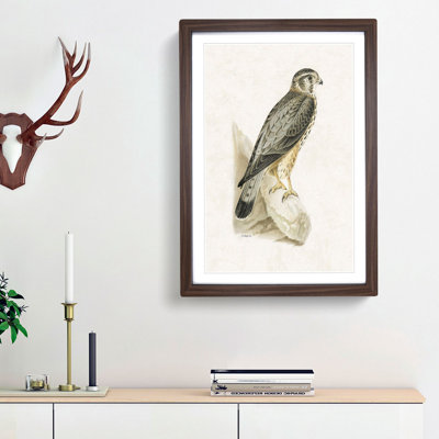 Merlin Falcon by Von Wright - Picture Frame Painting Print