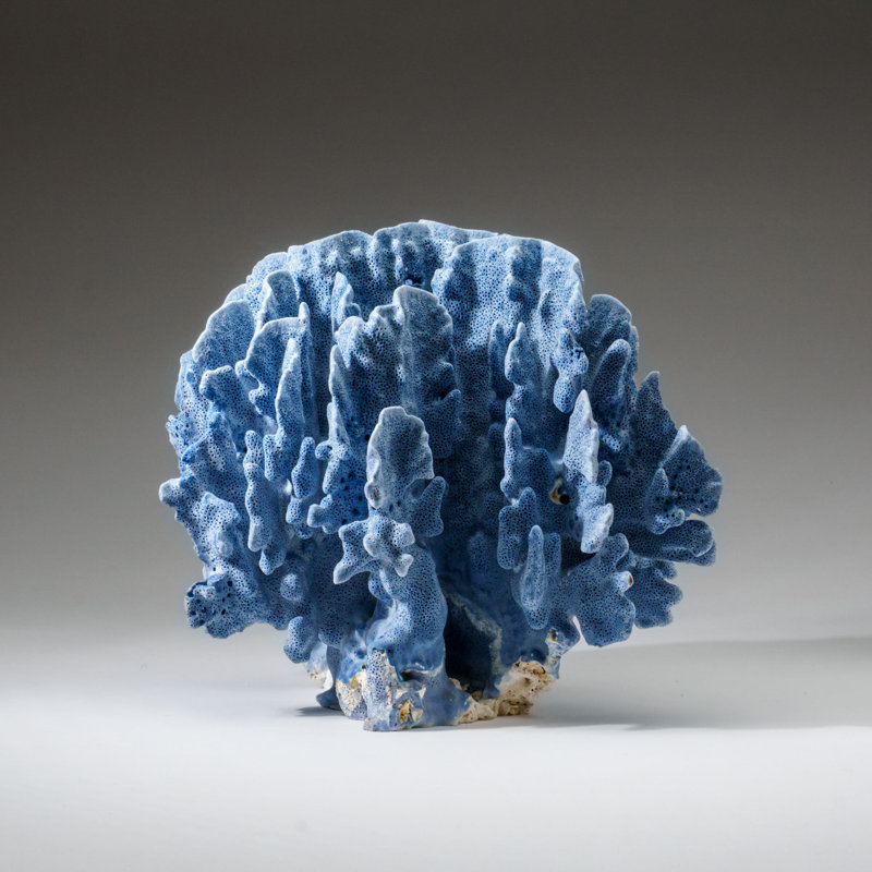 Genuine Blue Ridge Coral (11", 6 Lbs)