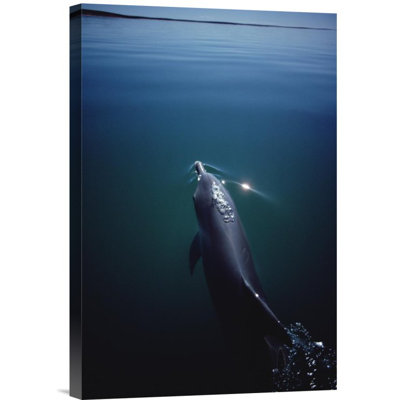 " Bottlenose Dolphin Surfacing, Australia "