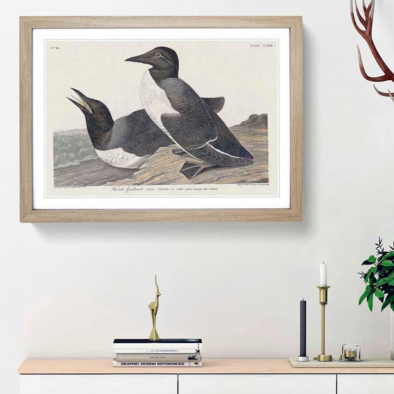 Foolish Guillemots by John Audubon - Picture Frame Painting Print, Oak Framed, 36cm H x 48cm W x 2cm D