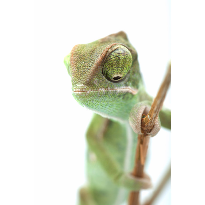 Green Chameleon, 46cm H x 30cm W
