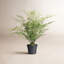 Faux Fern Plant in Planter