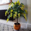 120cm Faux Tree in Pot Liner