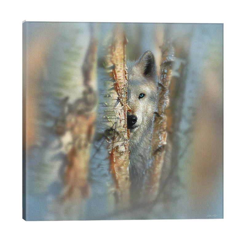 Focused - White Wolf by Collin Bogle - Print on Canvas, 93.98 cm H x 93.98 cm W x 3.175 cm D, No Frame