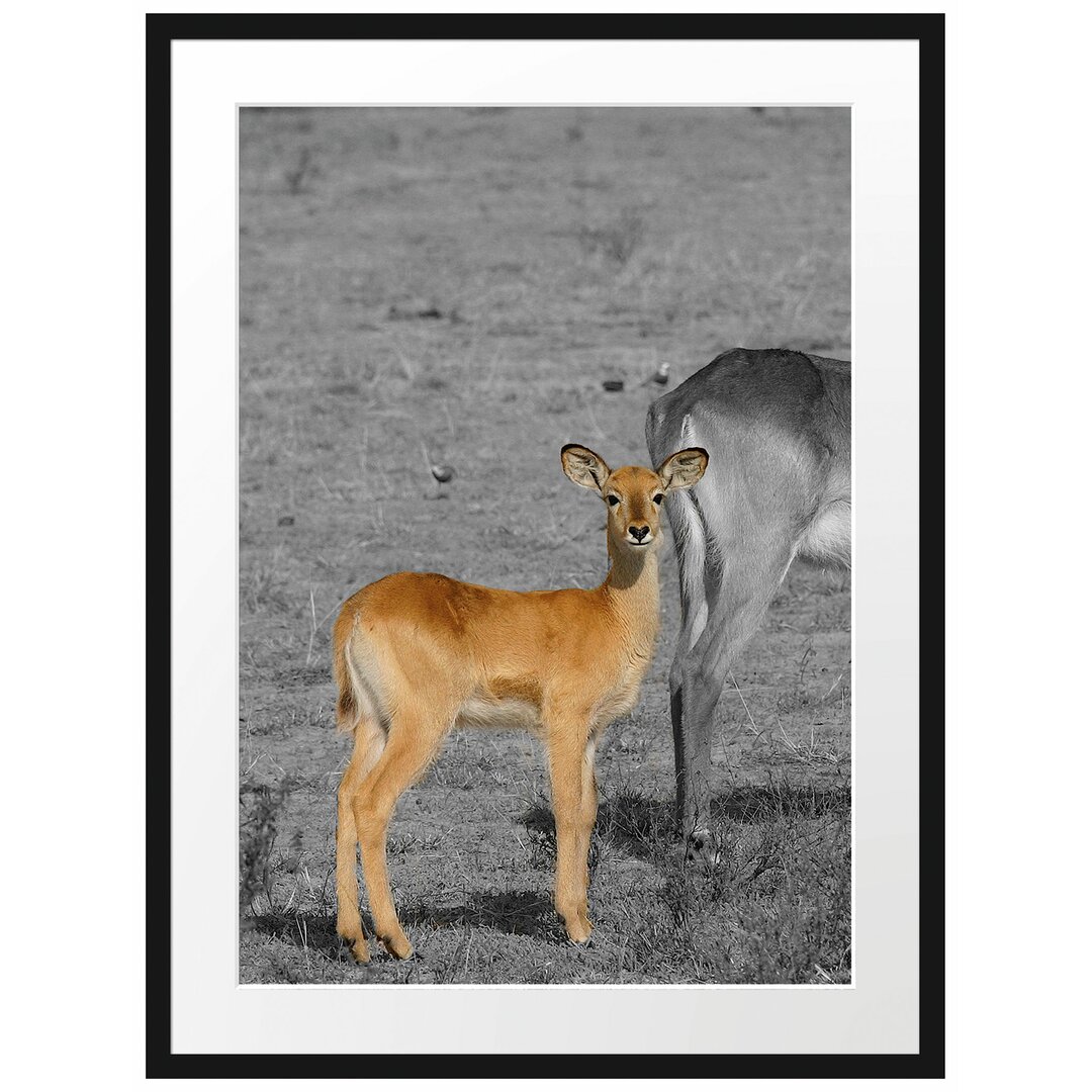 Gerahmtes Poster Indische Gazelle mit Jungtier