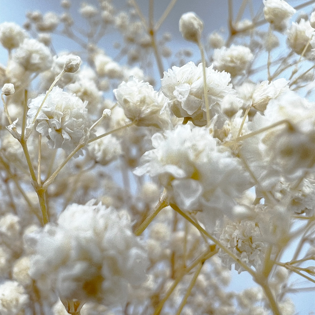 Dried Preserved Baby's Breath Stems, White