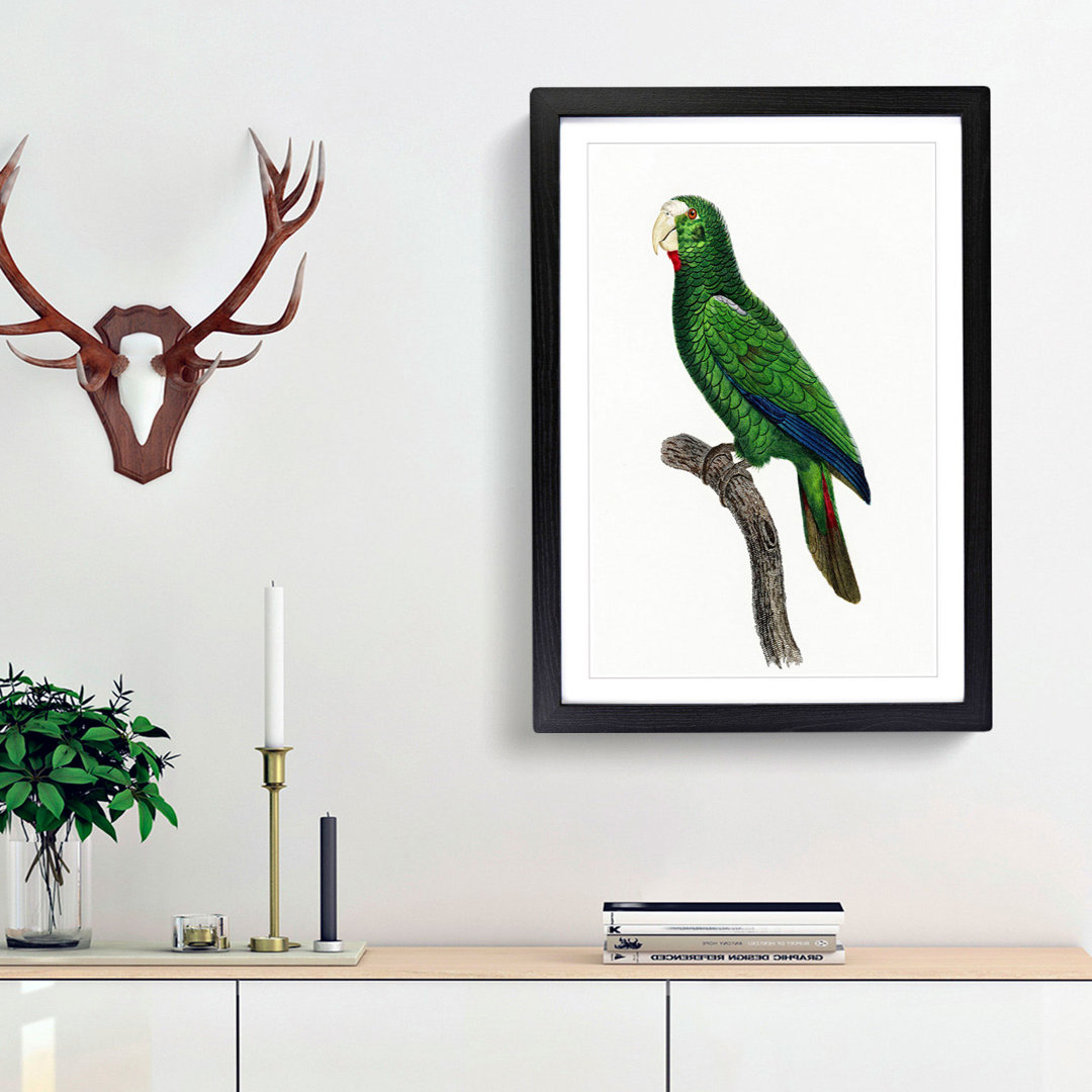 Cuban Amazon Parrot by F. Levaillant - Framed Print