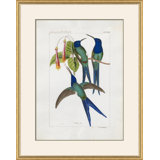 Hummingbirds Giclee Print by John Gould