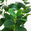 7 pi Ficus Audrey artificiel-1619356194
