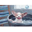 Shake It Off - Wrapped Canvas Painting-1382831921