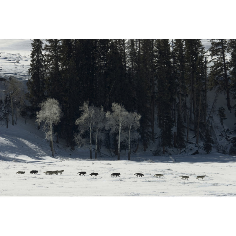 Druid wolf pack of gray timber wolves on snow Yellowstone 157308118, 51cm H x 76cm W