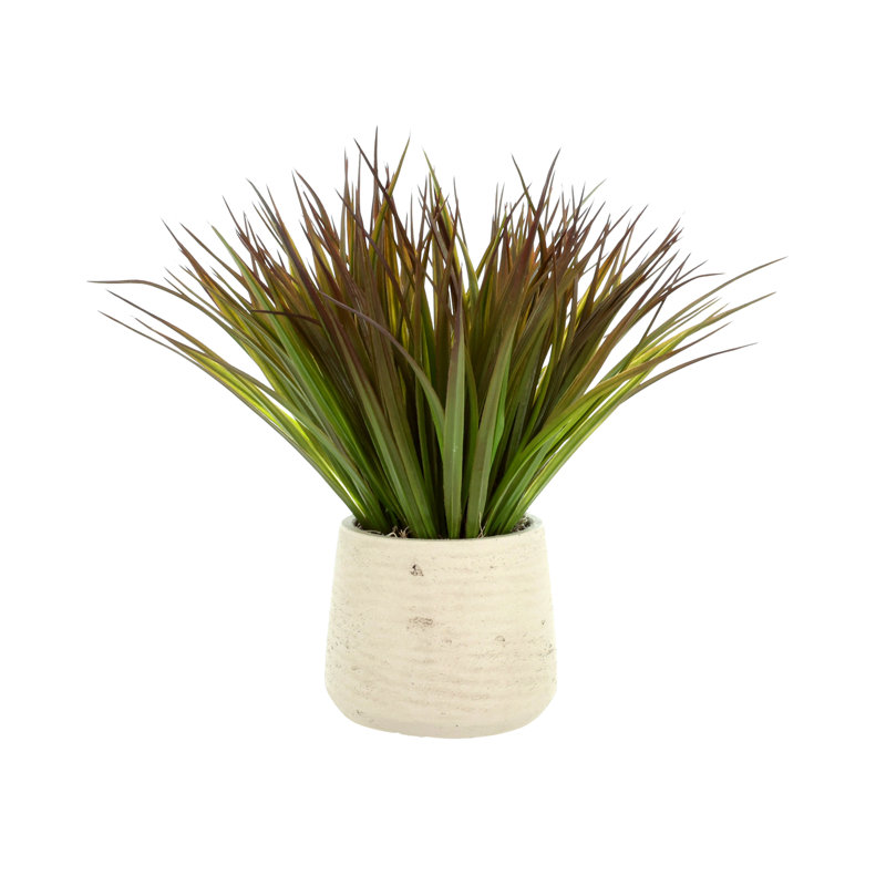 Variegated Desktop Foliage Grass in Pot