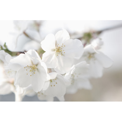Sabornton White Dogwood Flowers - Wrapped Canvas Print