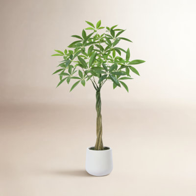 Anden Money Tree in Pot